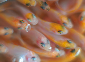 Aquacultura